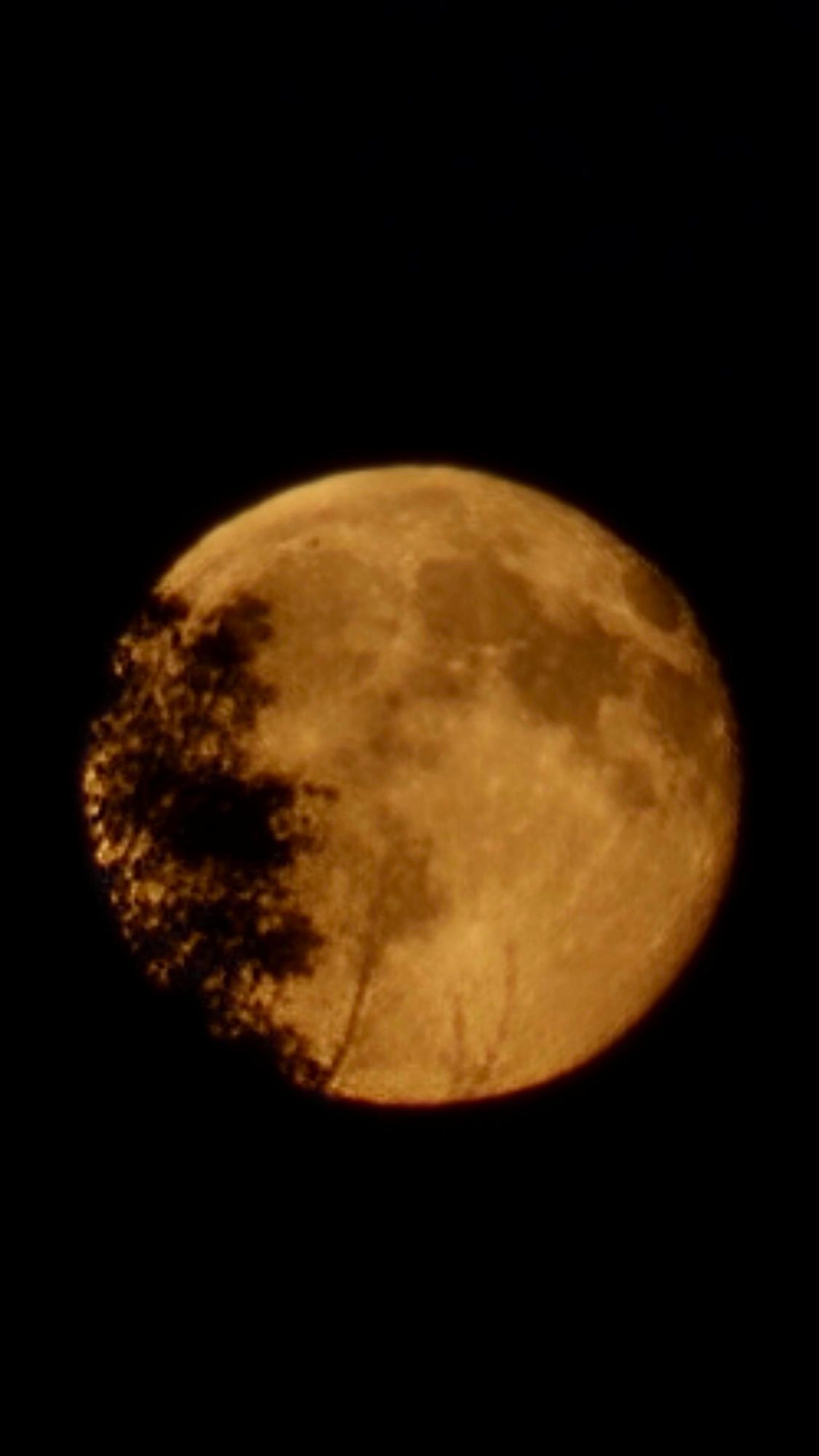Pomarańczowa pełnia księżyca za koroną drzewa na nocnym niebie